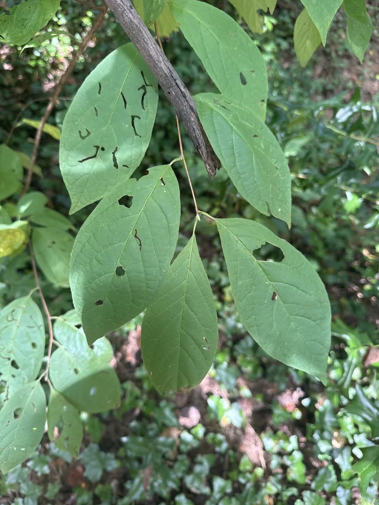 Halesia Carolina