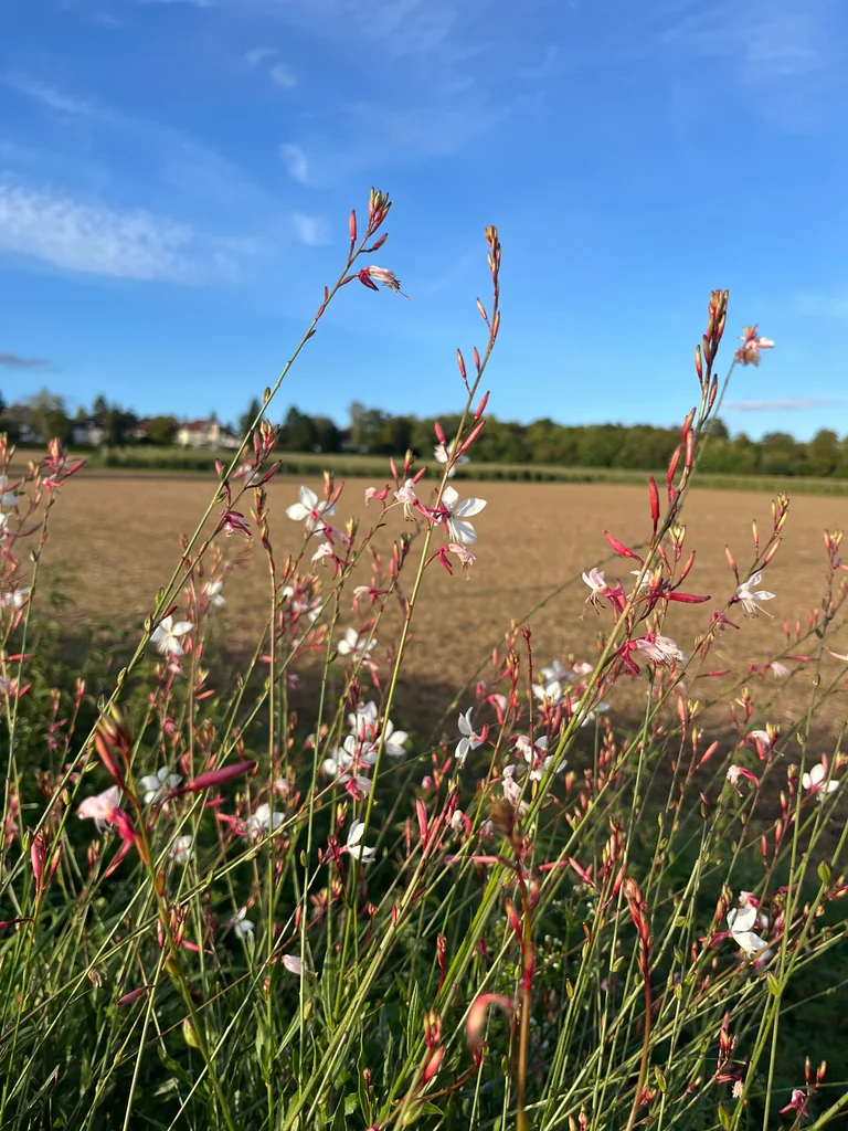 Oenothera lindheimeri