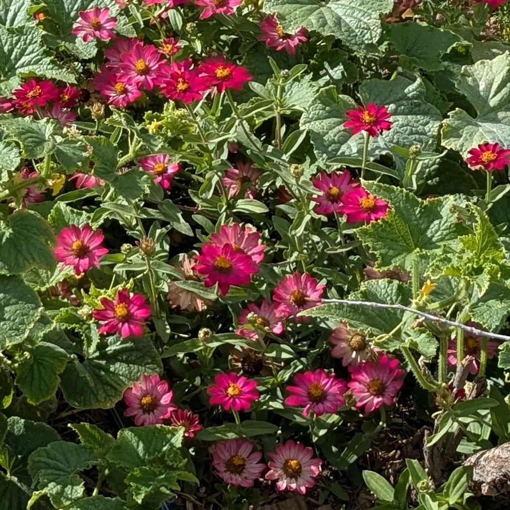 Zinnia Elegans