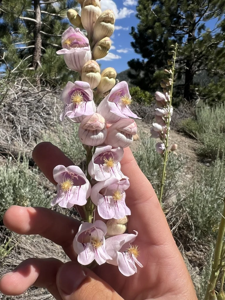 Penstemon Palmeri