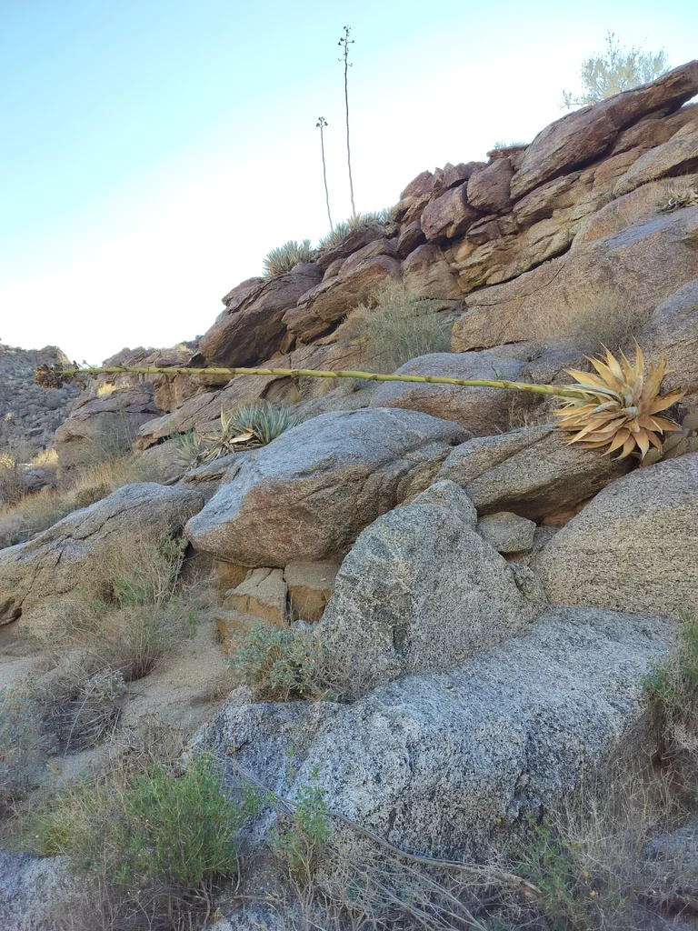 Agave Deserti
