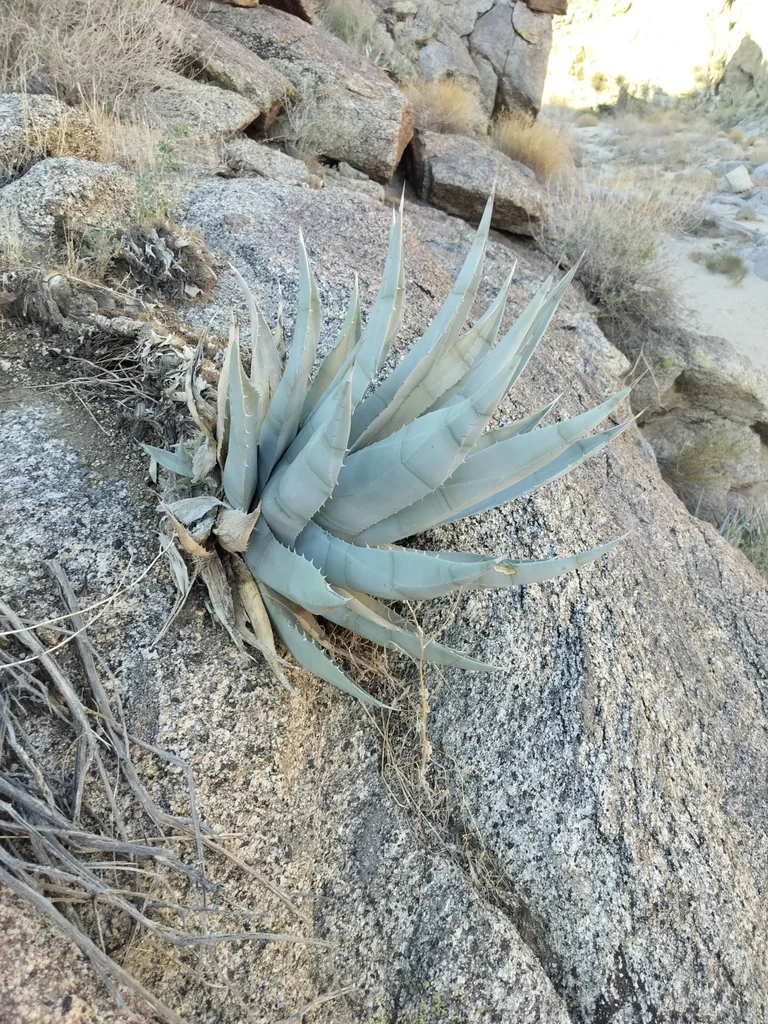 Agave Deserti