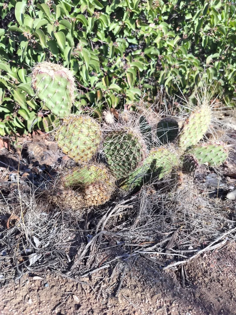 Opuntia Erinacea
