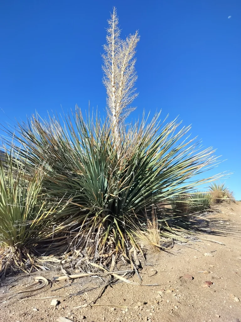 Nolina Parryi