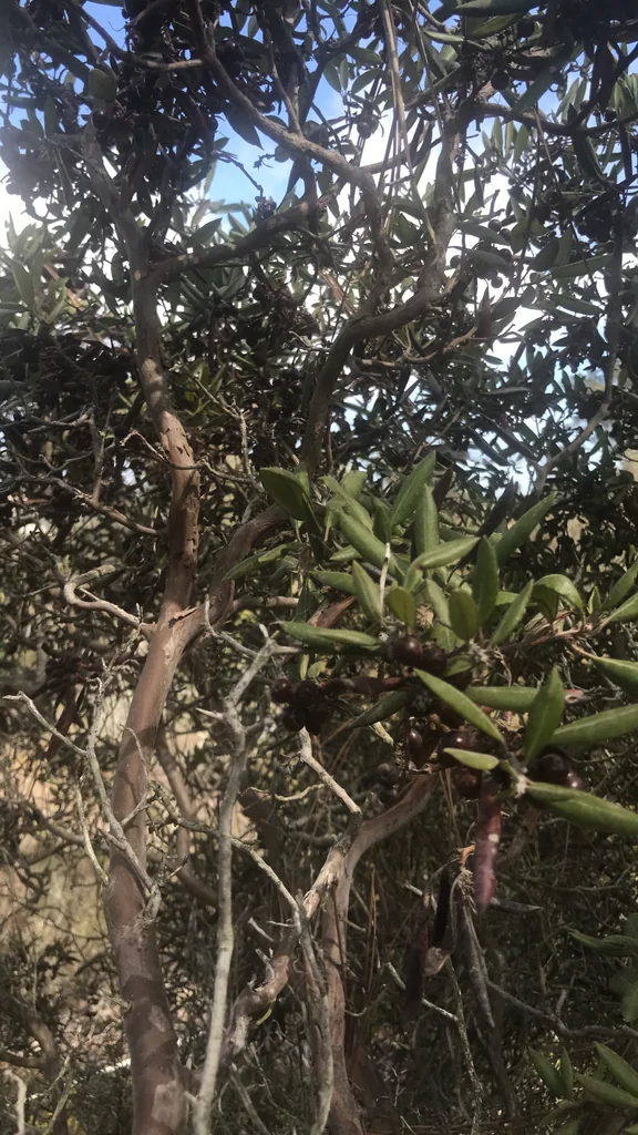 Xylococcus bicolor