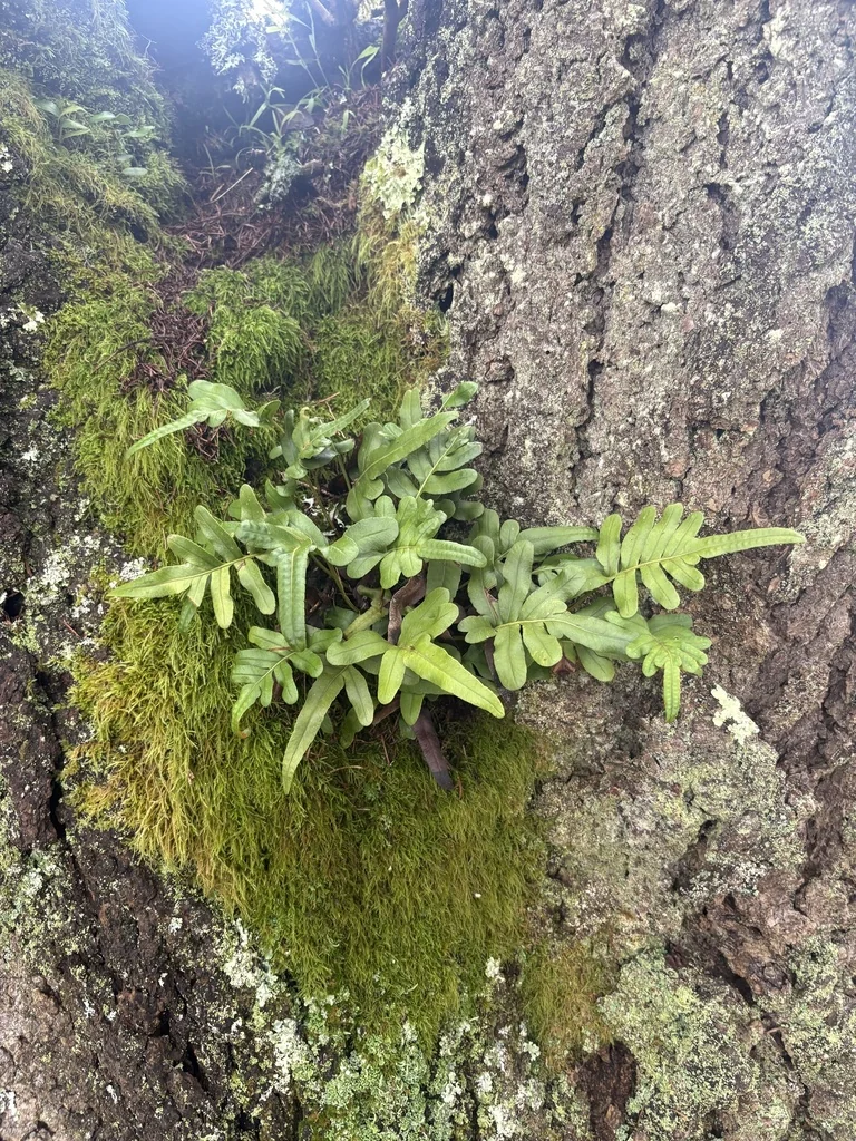 Polypodium Scouleri