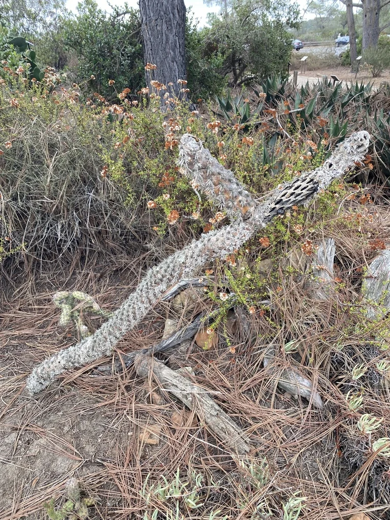 Cylindropuntia prolifera