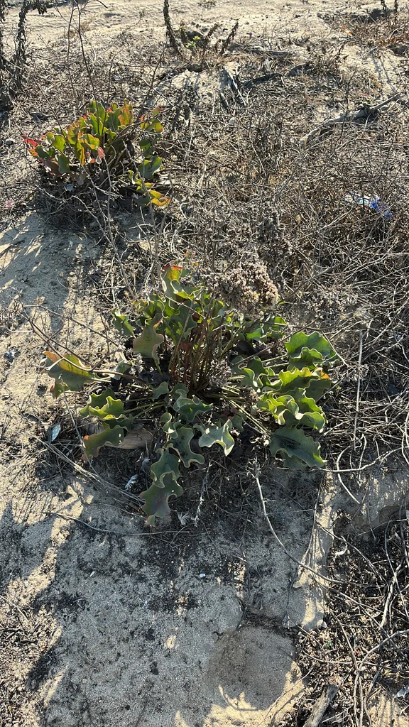 Limonium Perezii