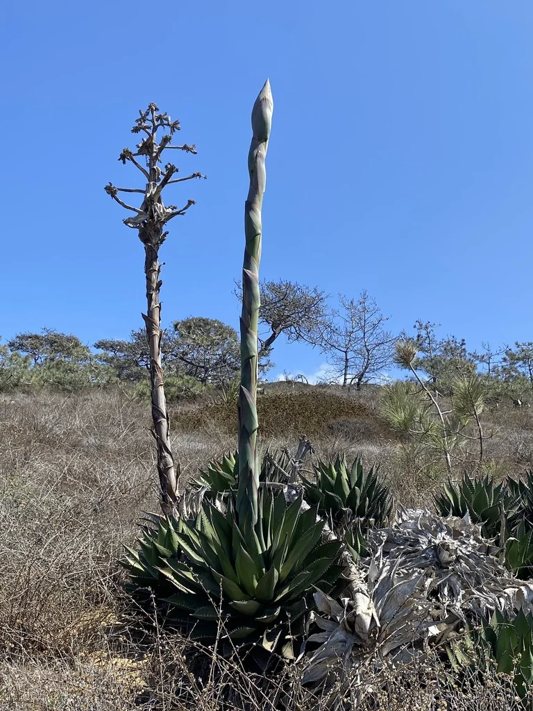 Agave Shawii