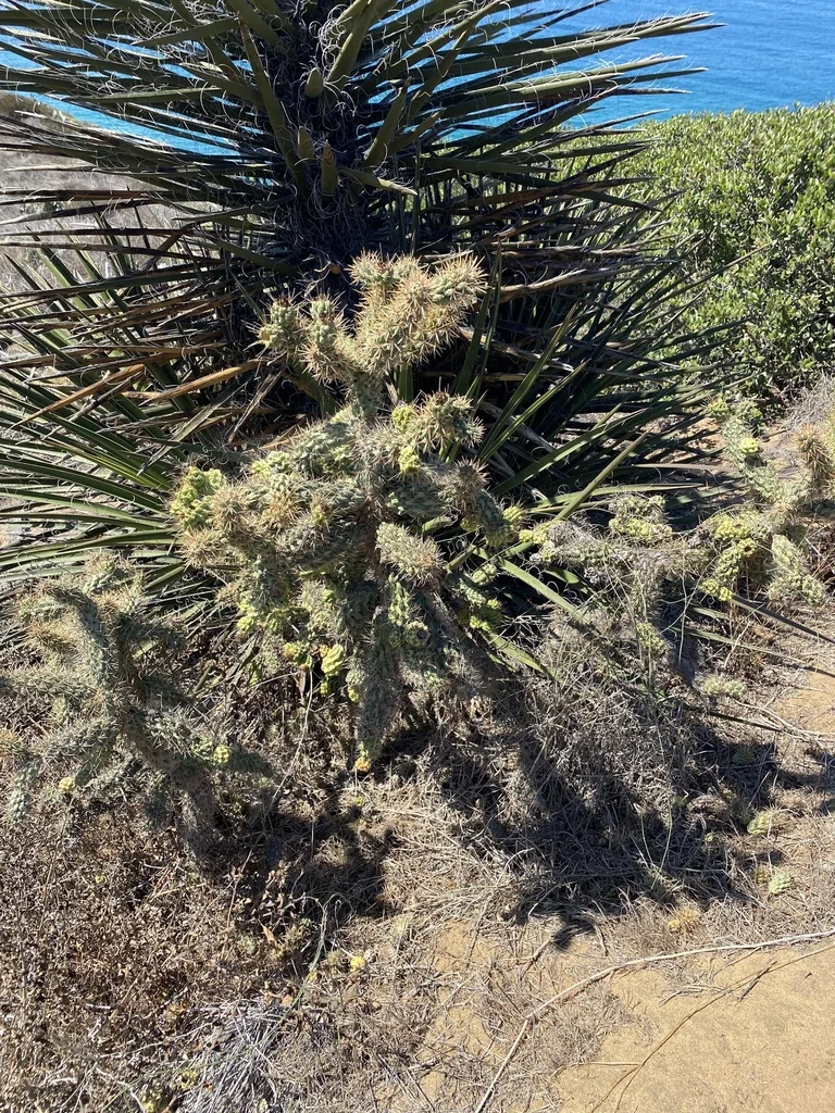 Cylindropuntia prolifera