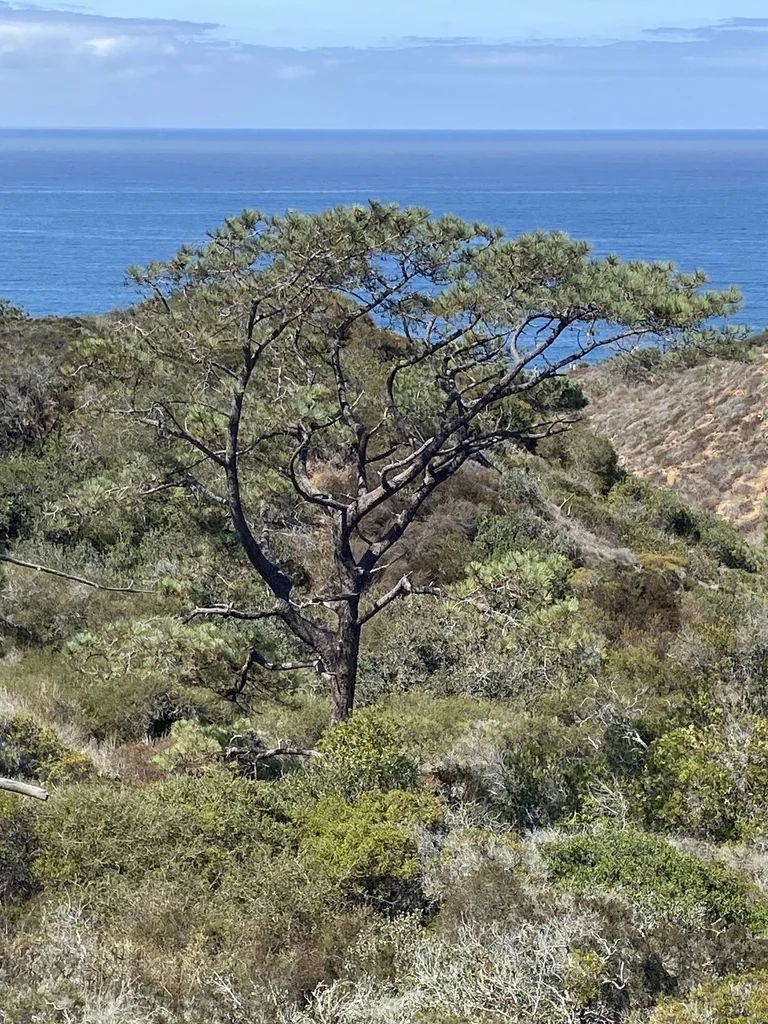 Pinus Torreyana