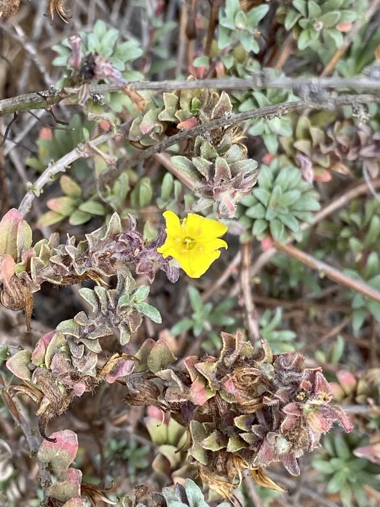 Camissonia Cheiranthifolia