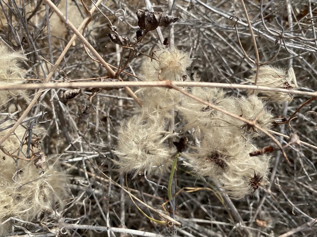 Clematis Pauciflora