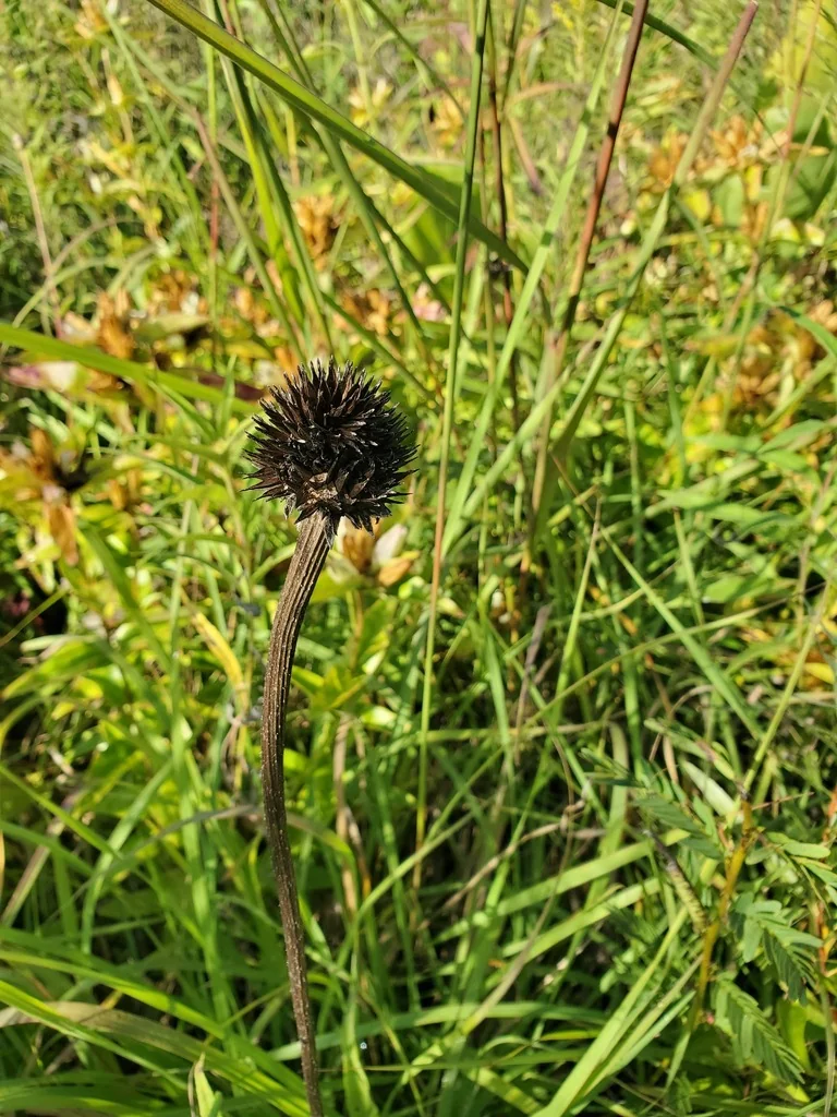 Echinacea Pallida
