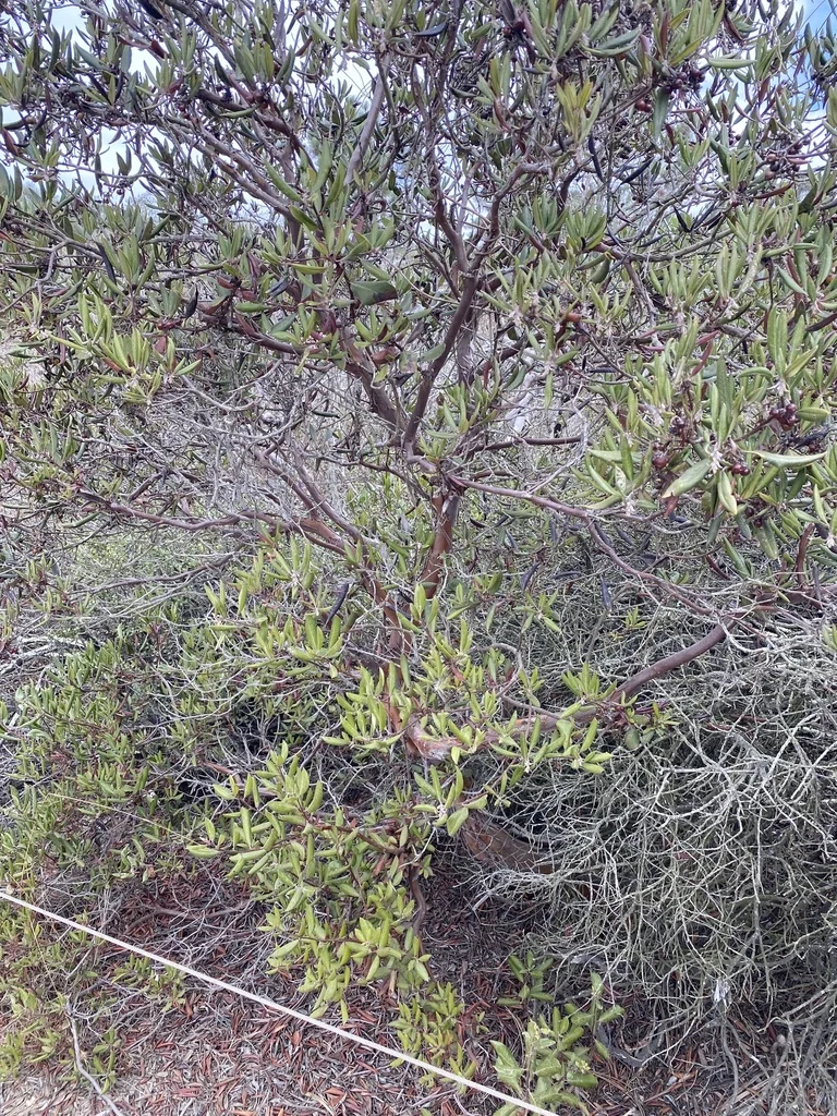 Xylococcus bicolor