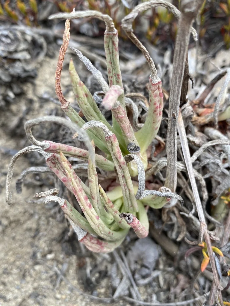Dudleya Edulis