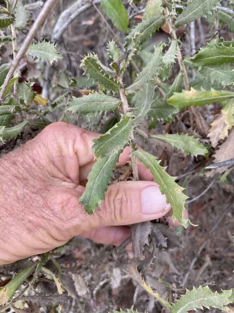Hazardia squarrosa