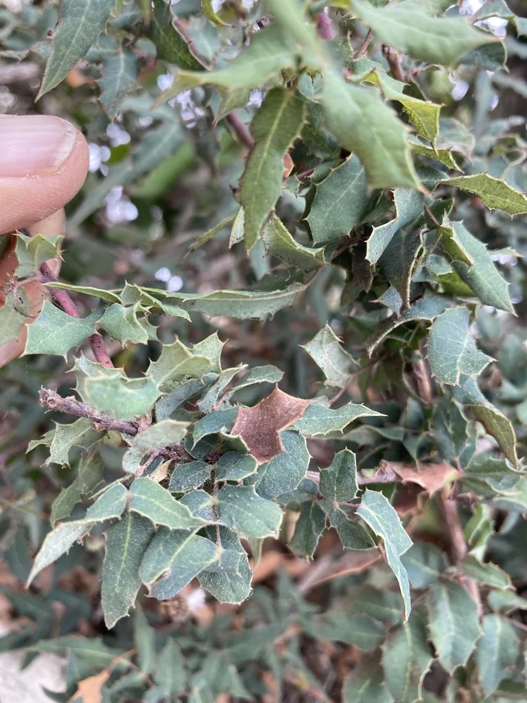 Berberis Nevinii