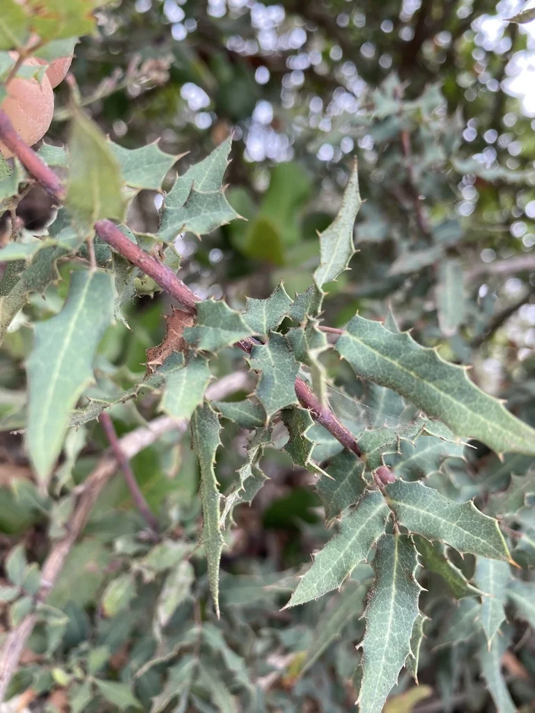 Berberis Nevinii