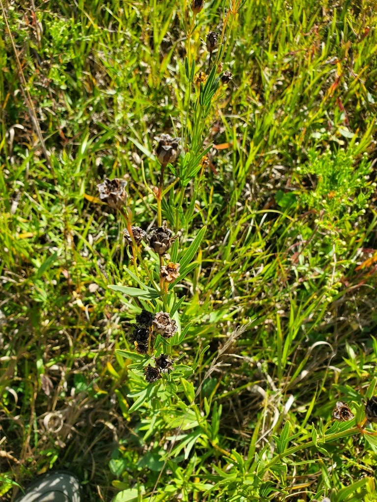 Coreopsis Palmata