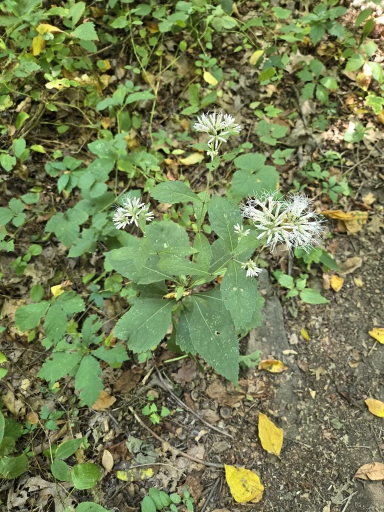 Eupatorium Purpureum