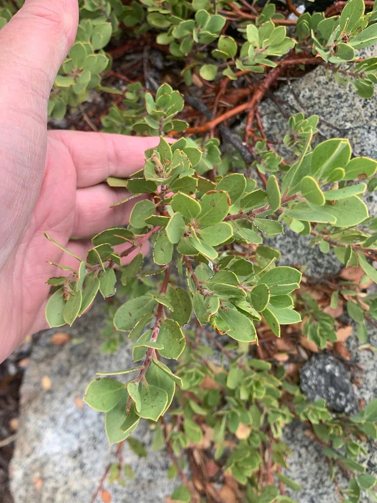 Arctostaphylos Nevadensis
