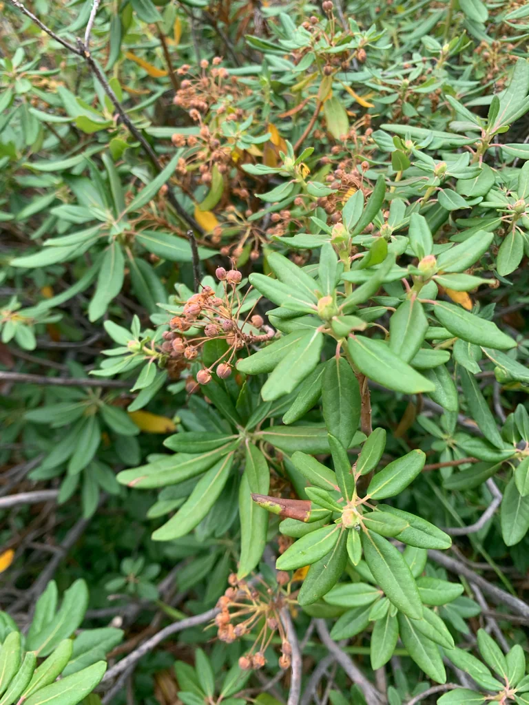 Rhododendron Columbianum
