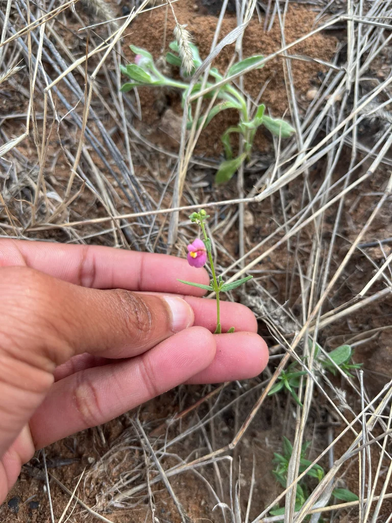 Nemesia fruticans