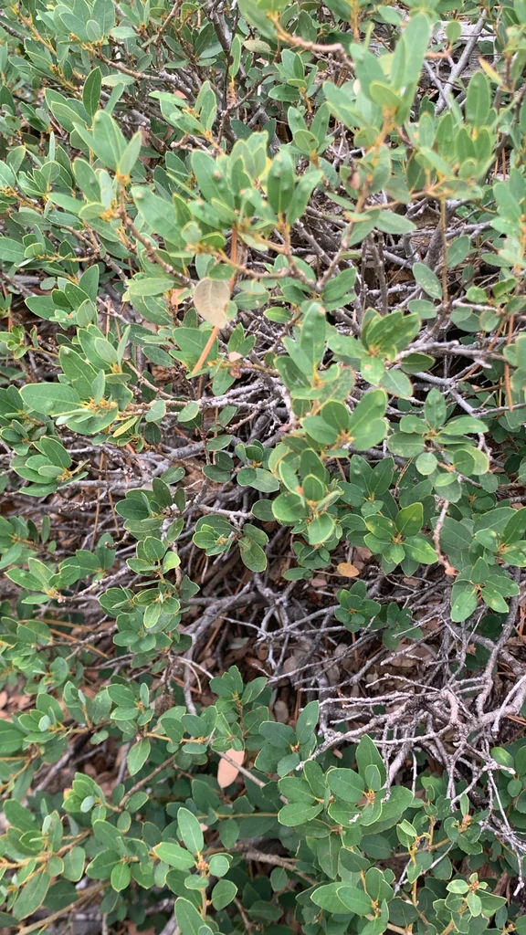 Quercus Vaccinifolia
