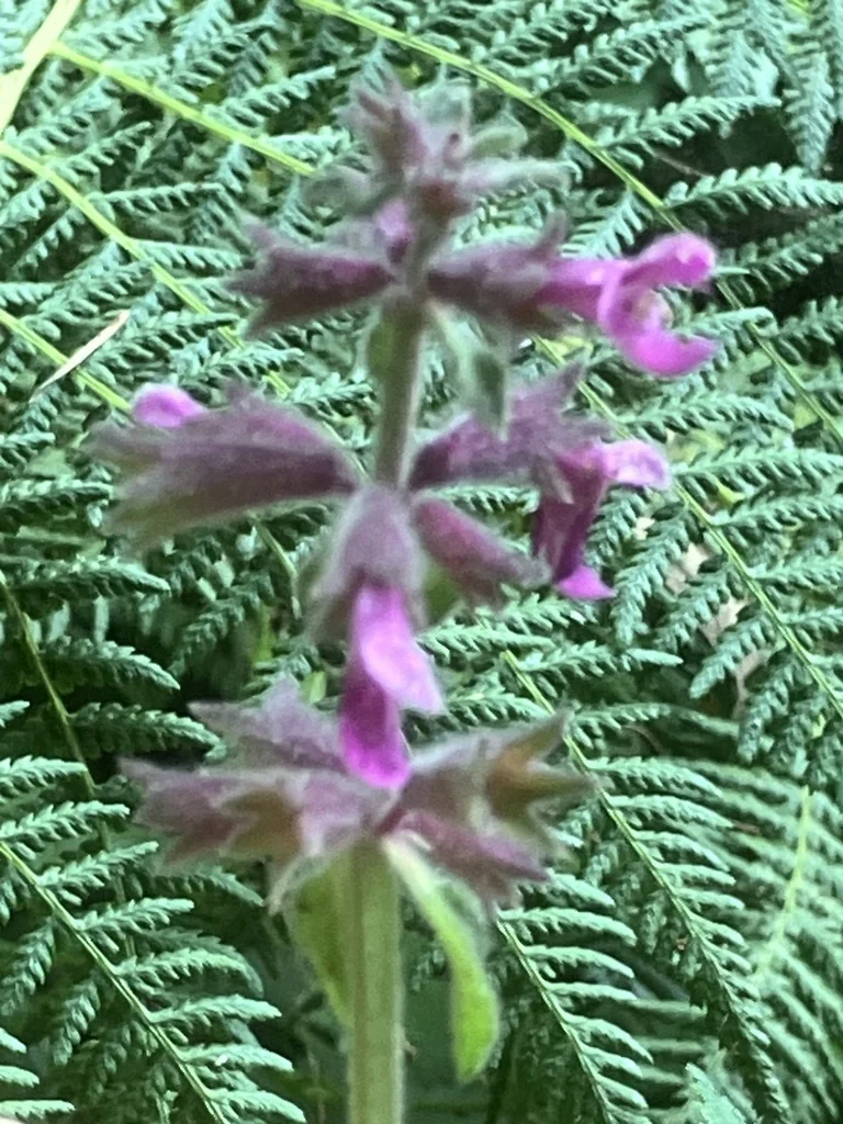 Stachys chamissonis