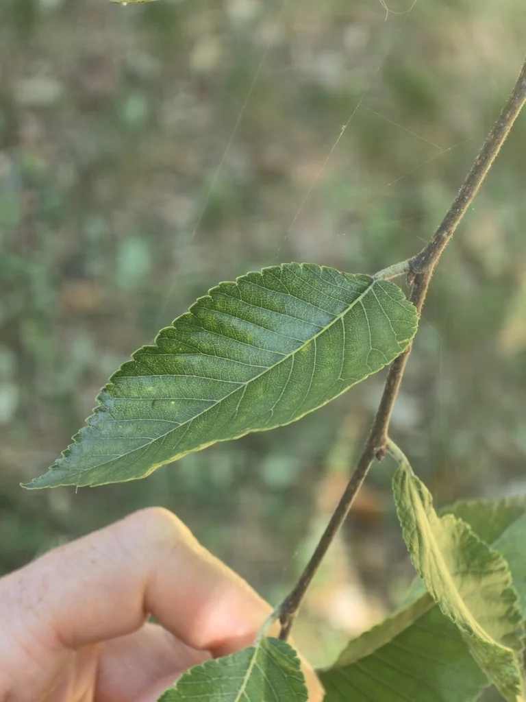 Ulmus Parvifolia