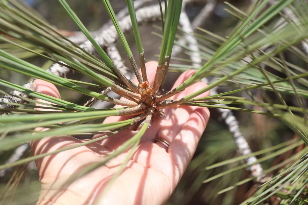 Pinus Torreyana