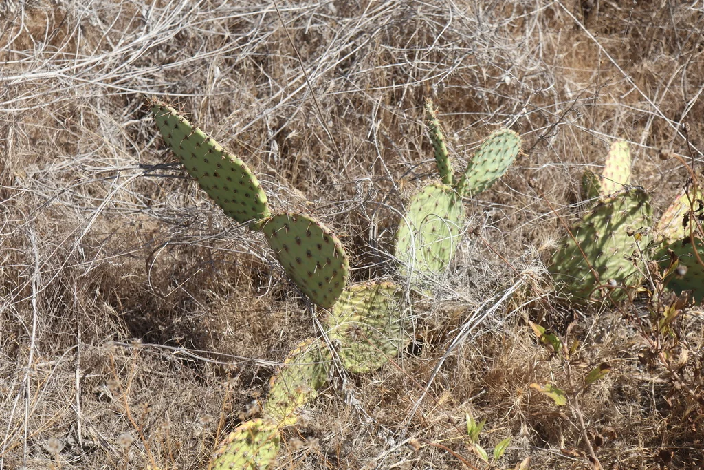 Opuntia littoralis