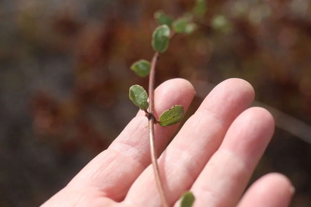 Lonicera Subspicata