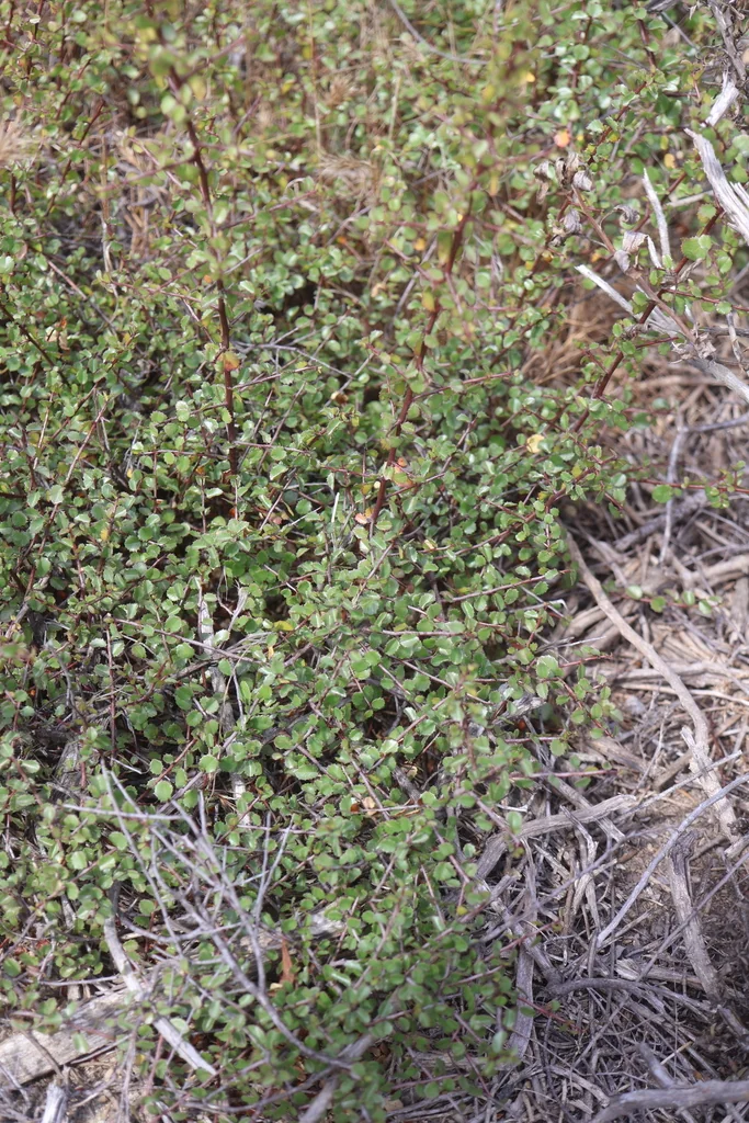 Rhamnus Crocea