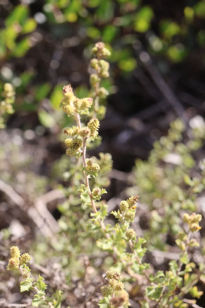 Hazardia squarrosa