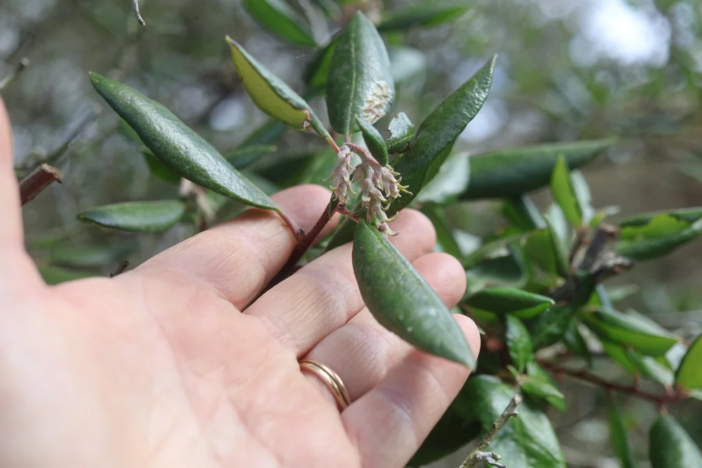 Xylococcus bicolor