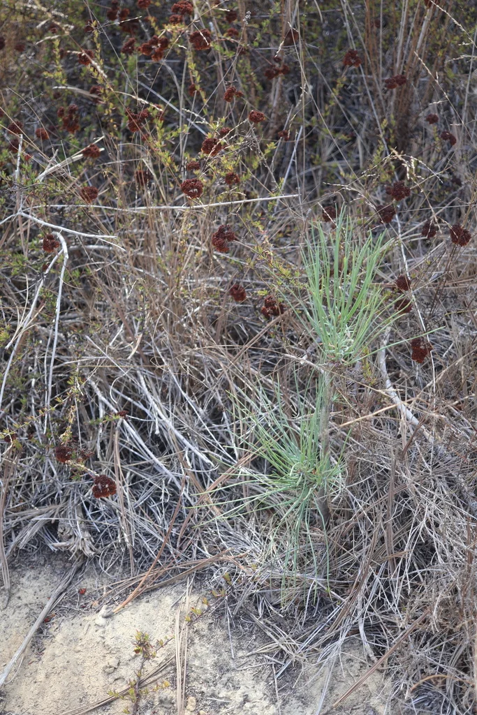 Pinus Torreyana