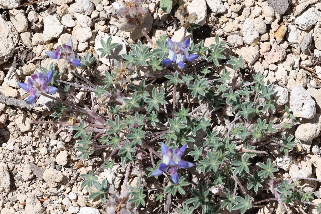 Lupinus Lepidus