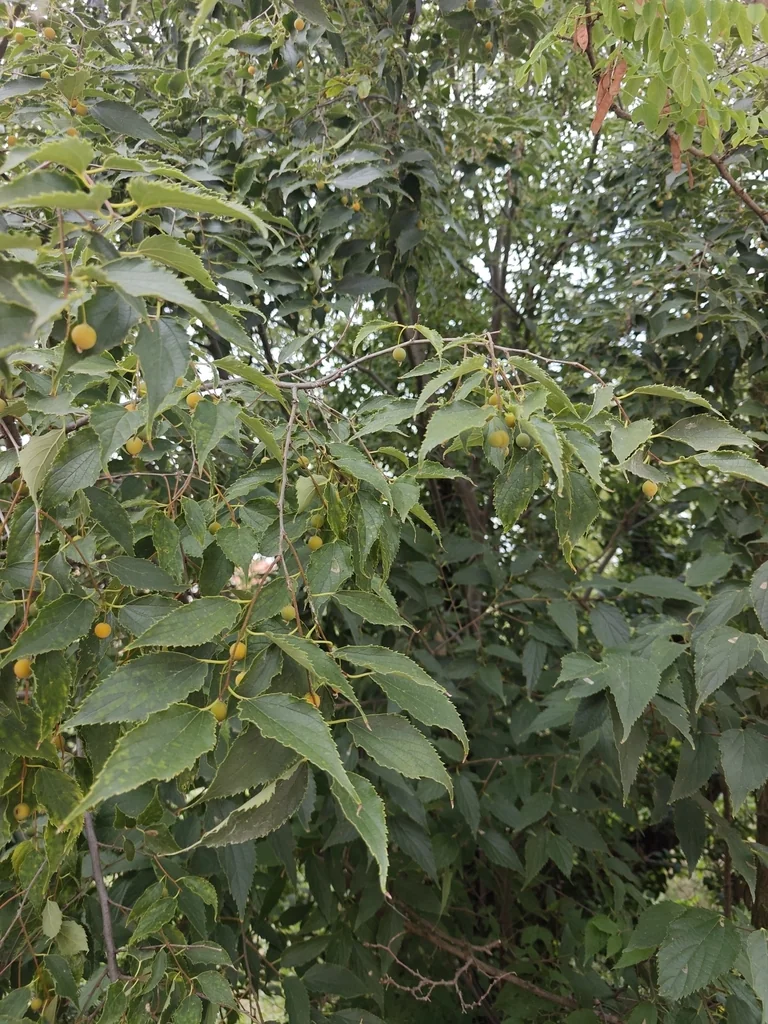 Celtis Australis