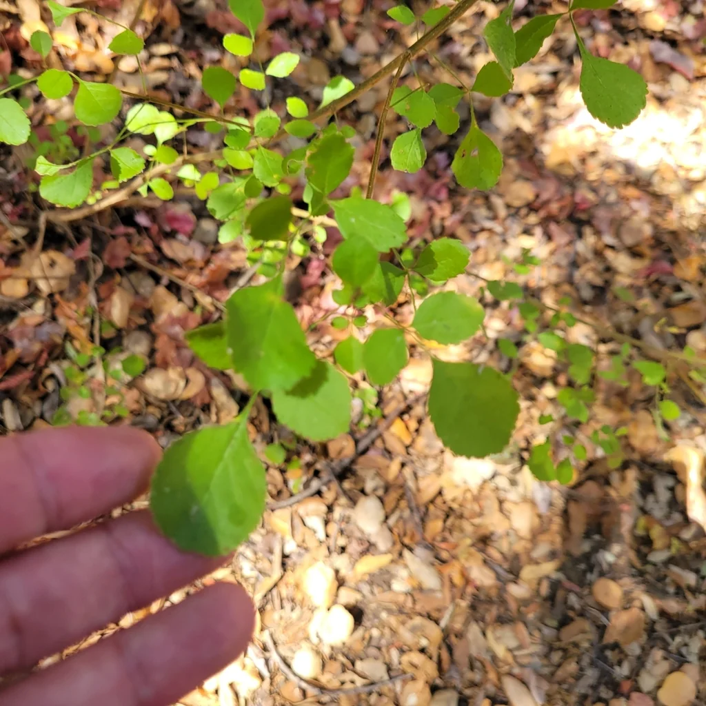 Fraxinus Dipetala