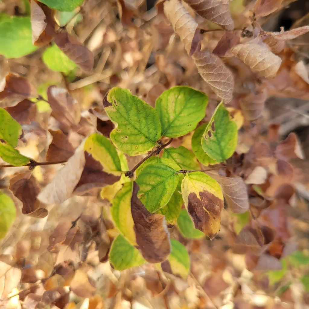 Symphoricarpos Mollis