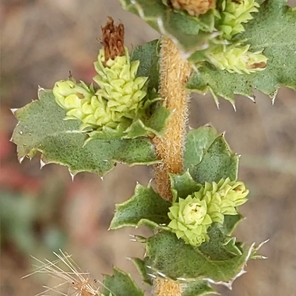 Hazardia squarrosa