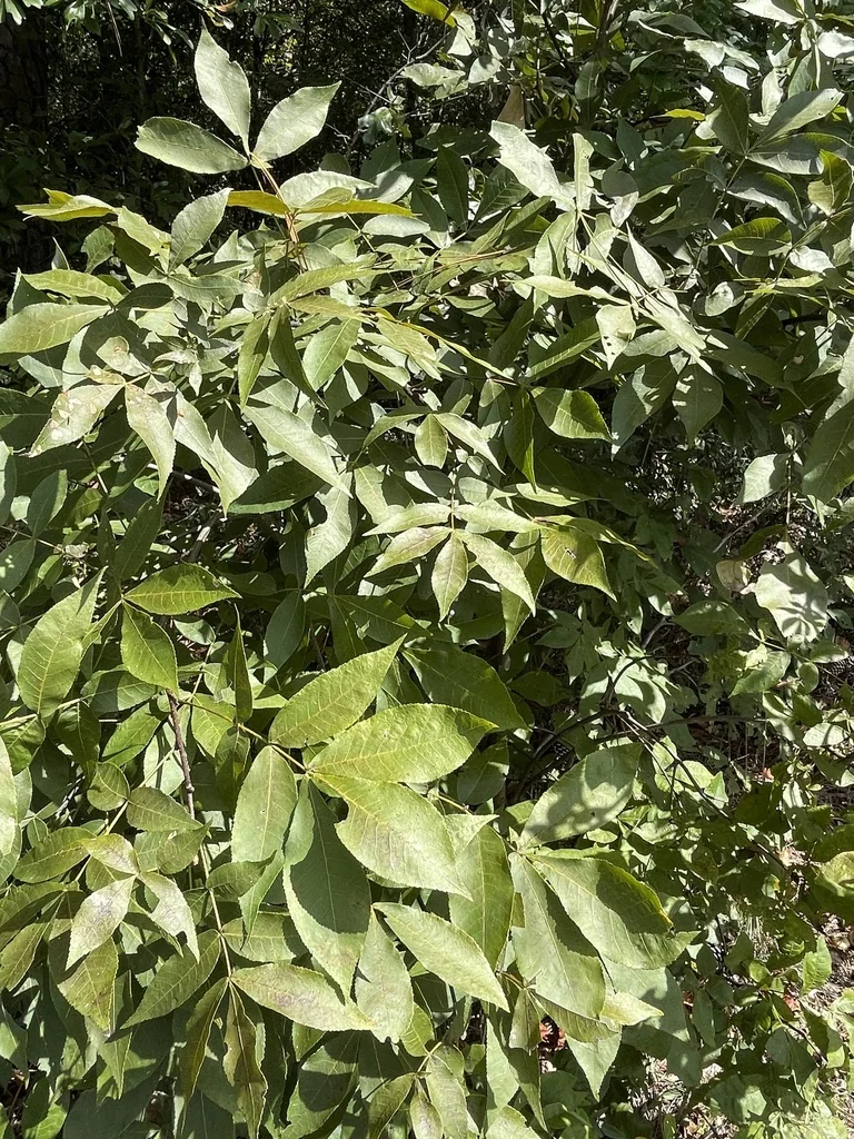 Carya Pallida