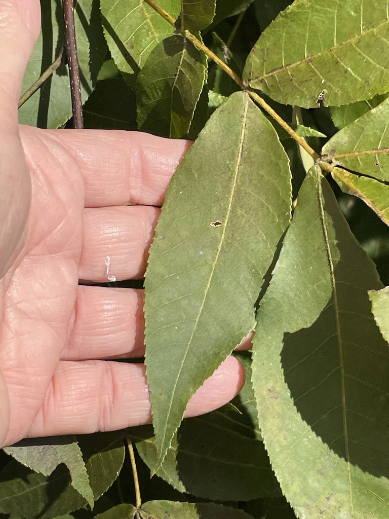 Carya Pallida