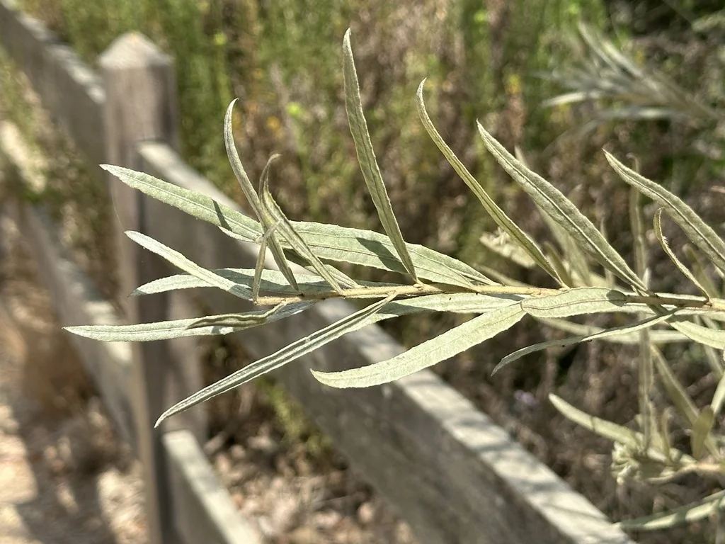 Salix Exigua