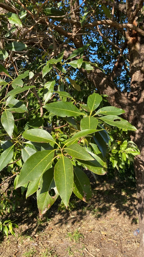 Lophostemon Confertus