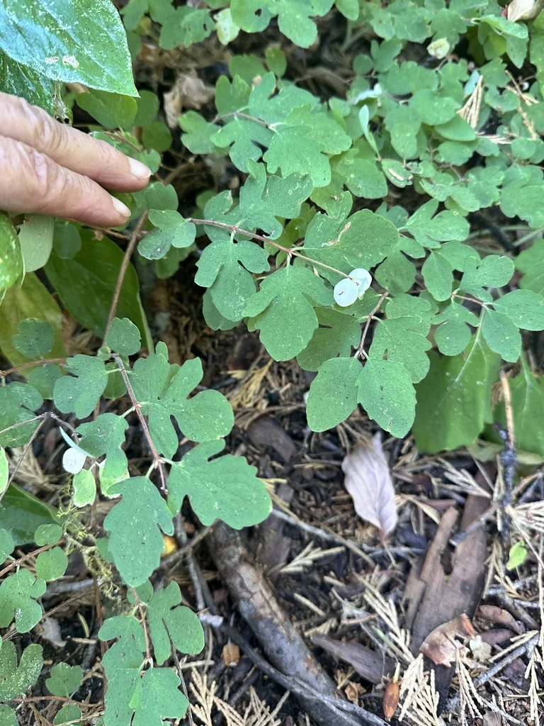 Symphoricarpos Mollis