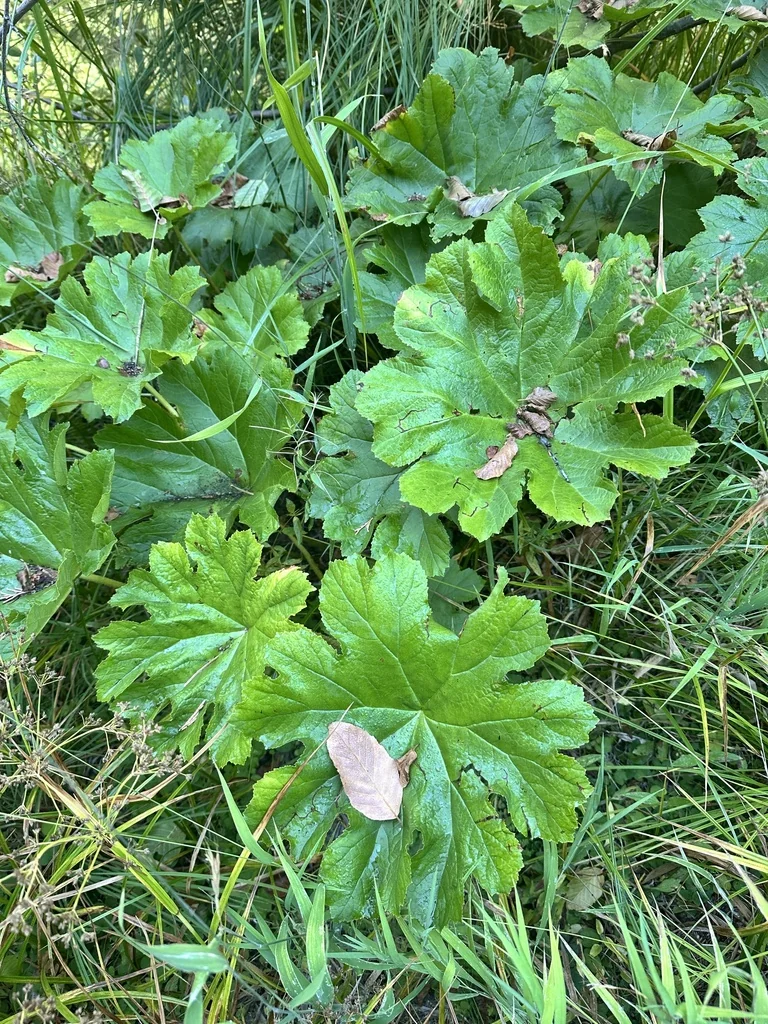 Darmera Peltata