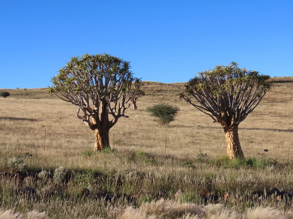 Aloe Dichotoma